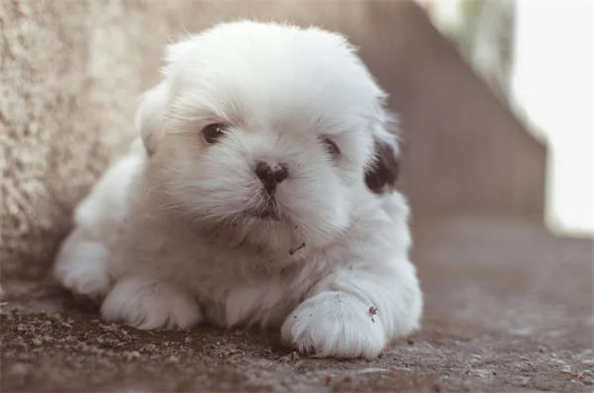Comfortis®の効果的な使い方と副作用対策｜犬猫のノミ退治完全ガイド
