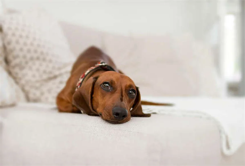 Comfortis®の効果的な使い方と副作用対策｜犬猫のノミ退治完全ガイド