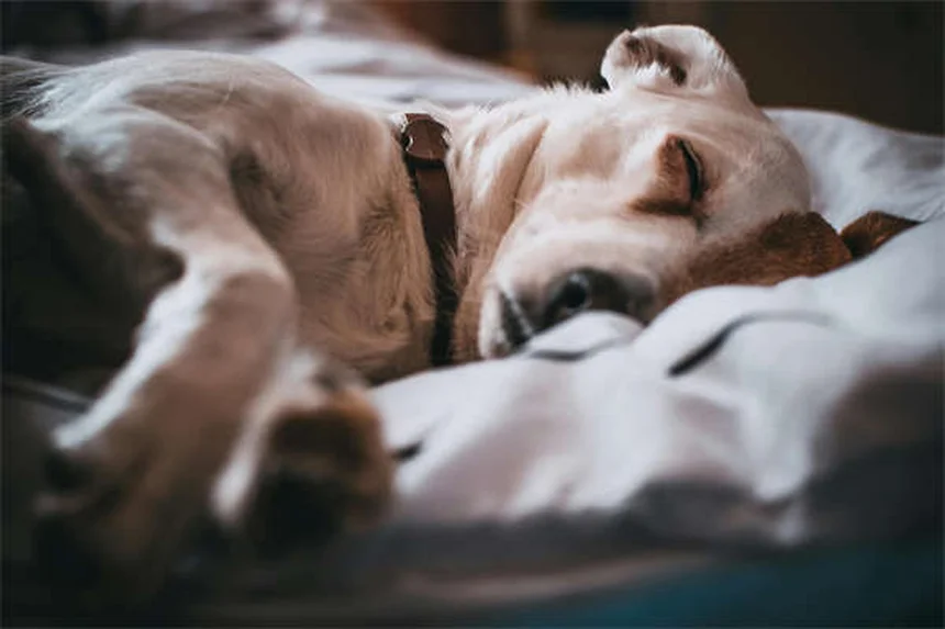 犬猫の尿路結石に効く塩化アンモニウムの効果と正しい使い方