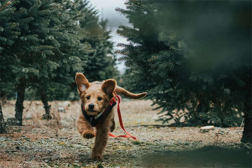 犬猫の尿路結石に効く塩化アンモニウムの効果と正しい使い方