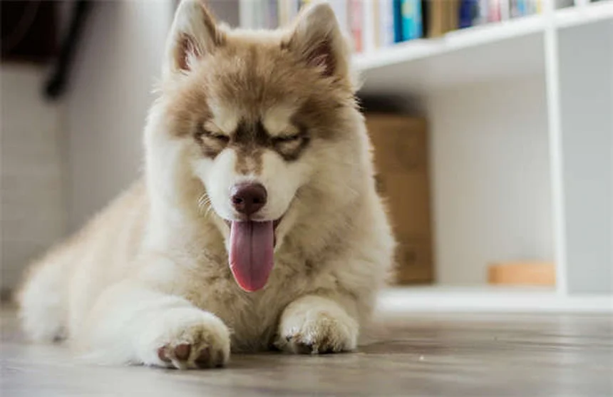 犬が頭を振る原因と対処法｜獣医師が教える耳トラブル解決法