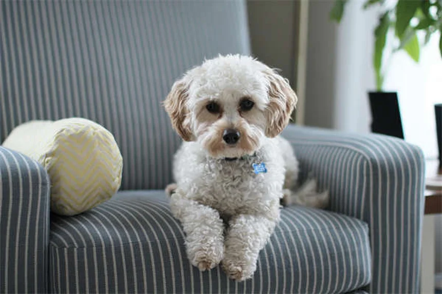 犬が頭を振る原因と対処法｜獣医師が教える耳トラブル解決法