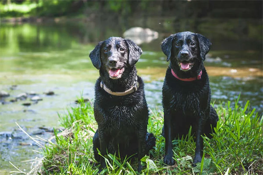 犬の背中の痛み対策7選｜ダックスフンドに多い原因と自宅ケア