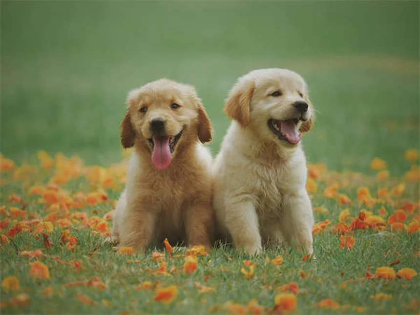 犬の背中の痛み対策7選｜ダックスフンドに多い原因と自宅ケア