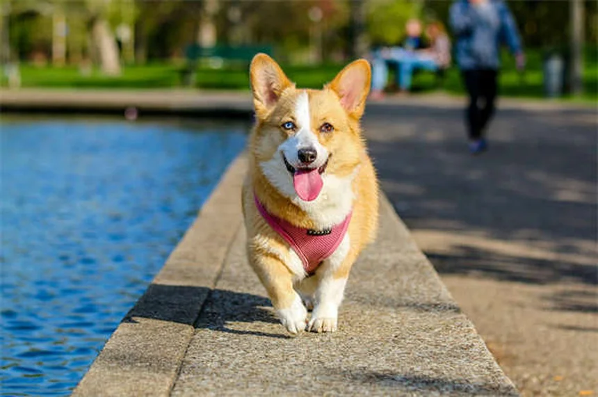 犬の背中の痛み対策7選｜ダックスフンドに多い原因と自宅ケア