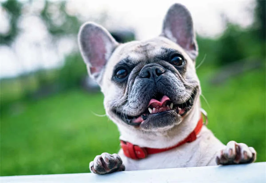 犬の鼻がすごい8つの理由｜驚きの嗅覚能力を徹底解説