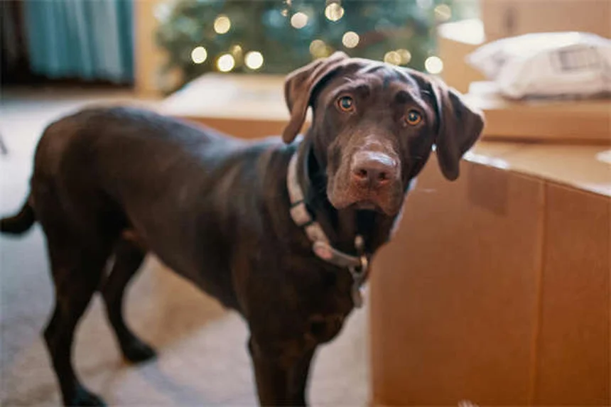 犬の鼻がすごい8つの理由｜驚きの嗅覚能力を徹底解説