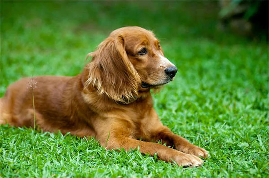 犬のガバペンチン効果とは？痛み・不安に効く最新治療法
