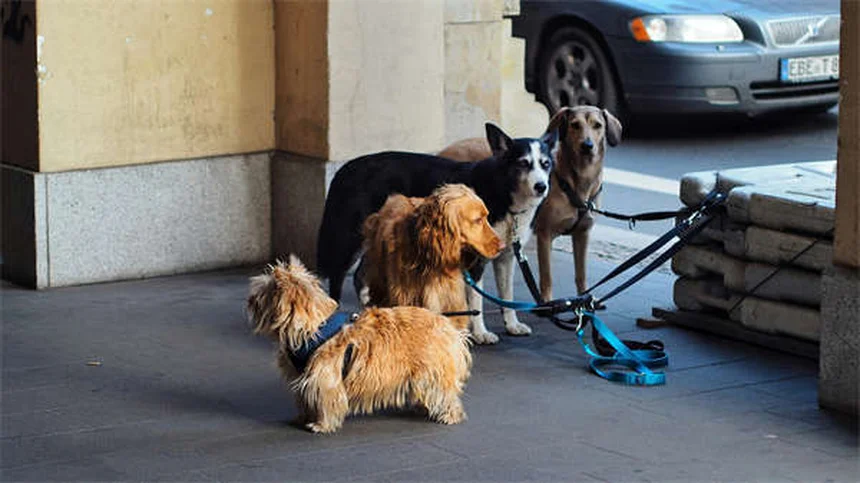 犬のガバペンチン効果とは？痛み・不安に効く最新治療法
