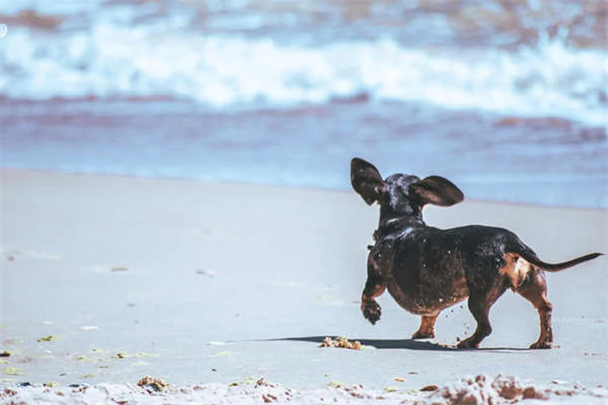 犬の飛びつき防止トレーニング｜プロが教える5つの解決法