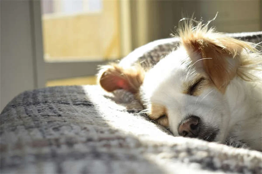 犬の逆くしゃみとは？原因と対処法を獣医師が解説