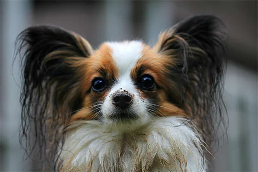 犬の逆くしゃみとは？原因と対処法を獣医師が解説