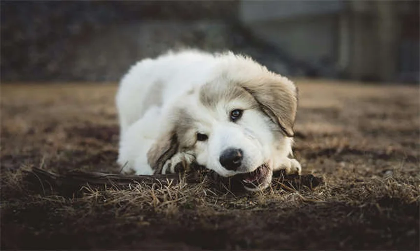 犬のマッサージ効果とは？プロが教える正しいやり方と驚きのメリット5選