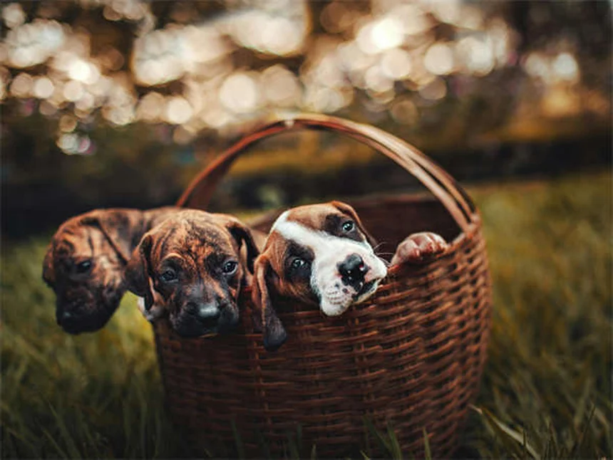 犬のマッサージ効果とは？プロが教える正しいやり方と驚きのメリット5選