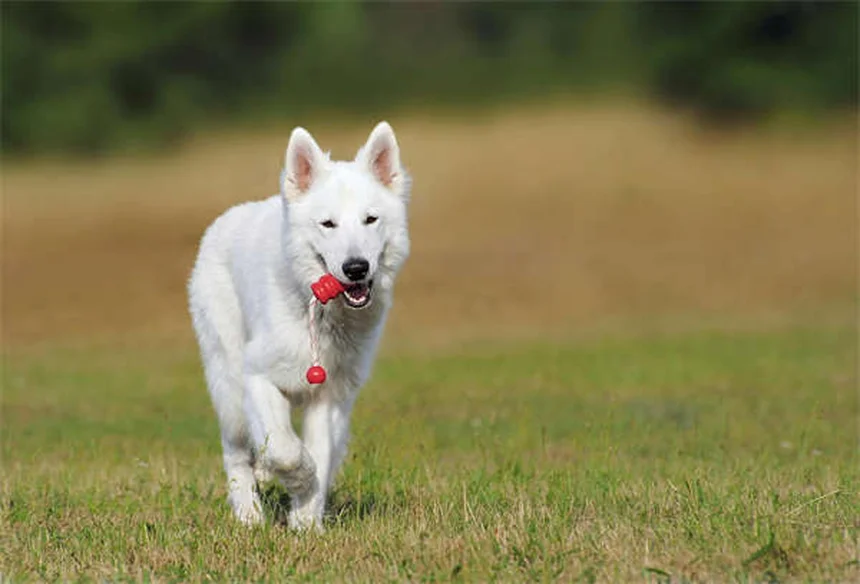 犬のマッサージ効果とは？プロが教える正しいやり方と驚きのメリット5選