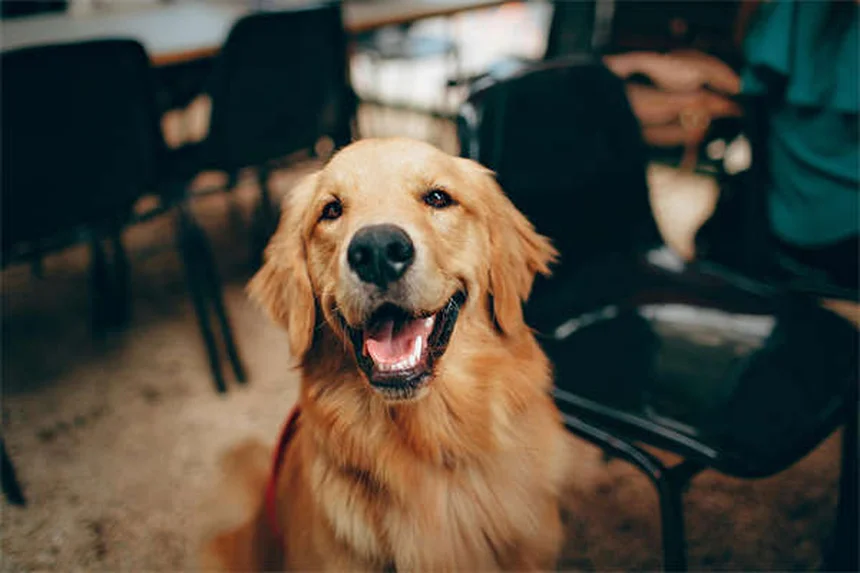 賢い犬の見分け方｜愛犬の知能が高い7つのサイン