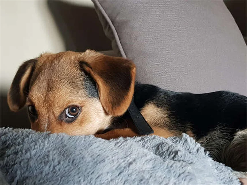 賢い犬の見分け方｜愛犬の知能が高い7つのサイン