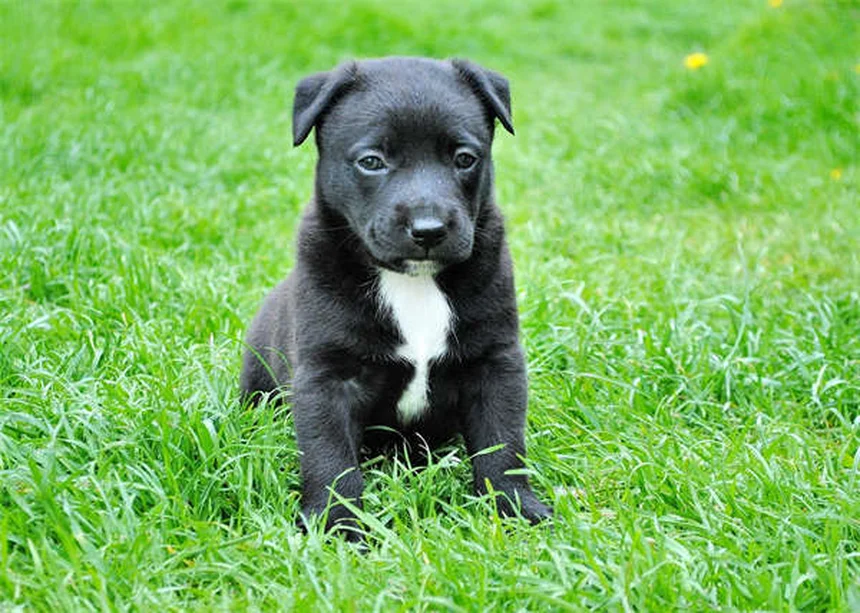 犬のてんかんとは？症状・原因・治療法を獣医師が解説