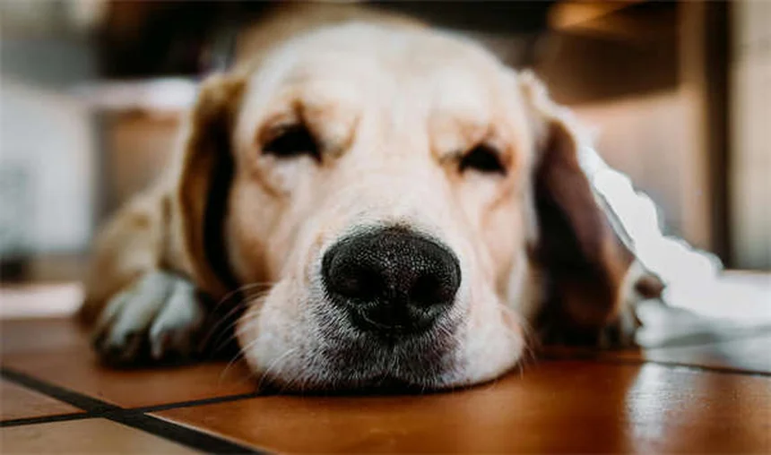 犬のてんかんとは？症状・原因・治療法を獣医師が解説