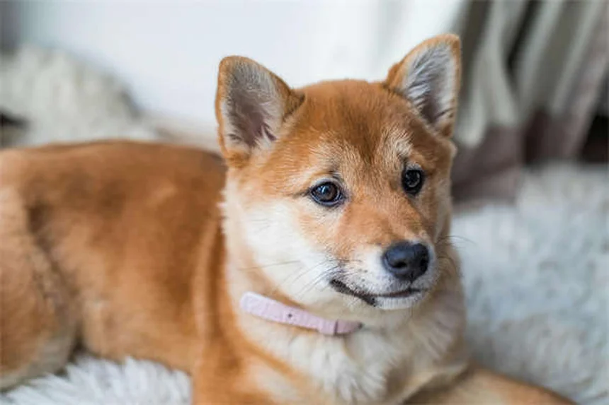 犬のてんかんとは？症状・原因・治療法を獣医師が解説