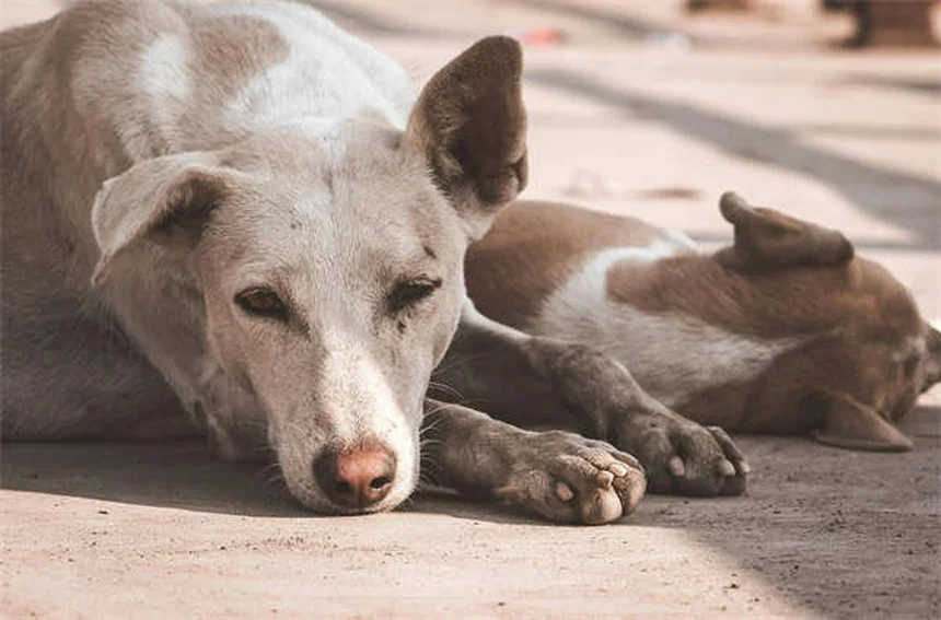 子犬の体重が増えない時の7つの解決策｜獣医師が教える正しい対処法