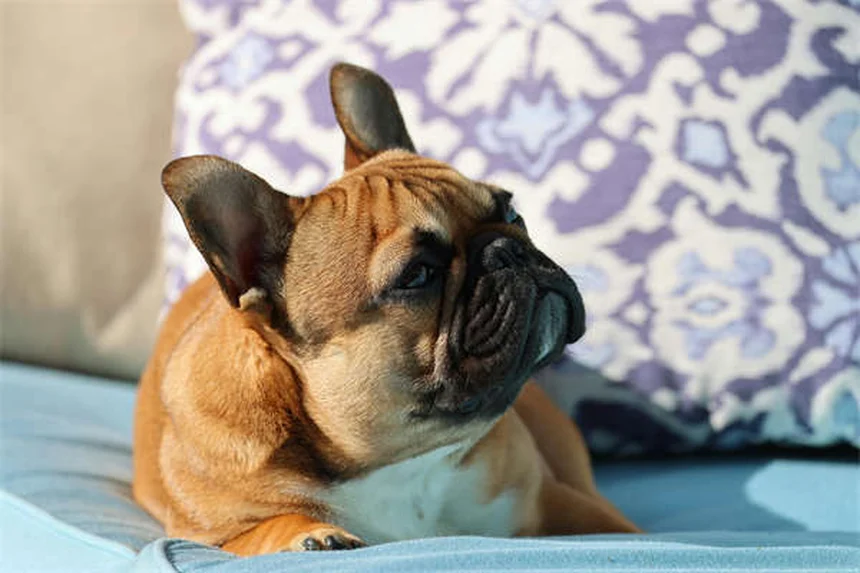 子犬の体重が増えない時の7つの解決策｜獣医師が教える正しい対処法