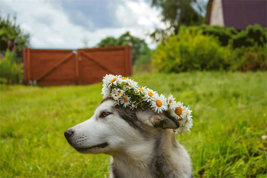 Bravecto®の効果と副作用｜犬猫のノミ・ダニ駆除薬の正しい使い方