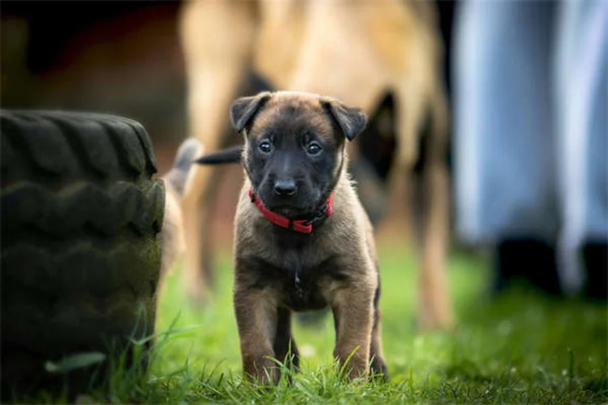 Bravecto®の効果と副作用｜犬猫のノミ・ダニ駆除薬の正しい使い方